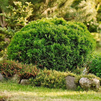 Thuja Plants