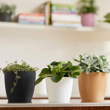 Indoor Plant Pots