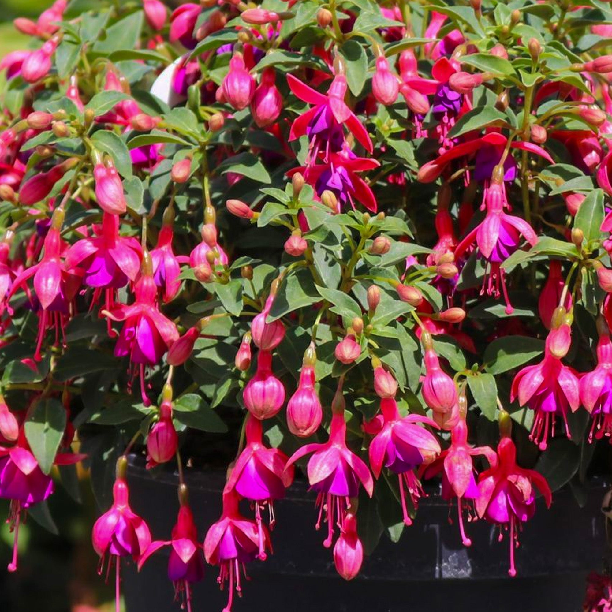 Fuchsia Plants | Gardeners Dream