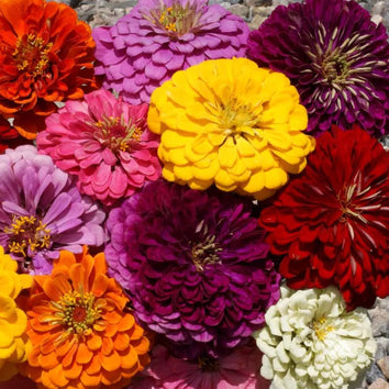Zinnia Seeds