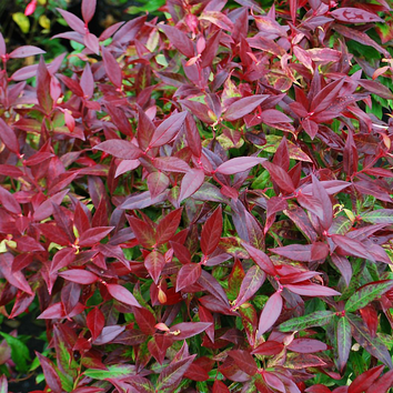 Leucothoe Plants