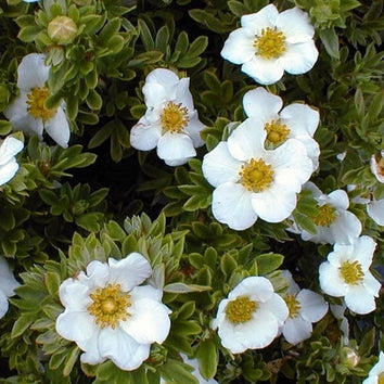 Potentilla Plants