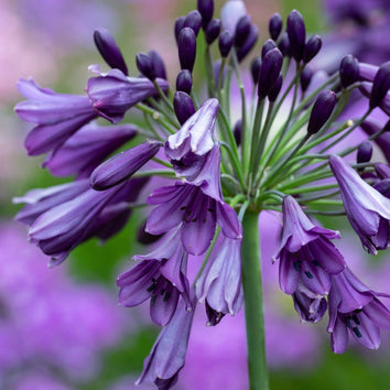 Agapanthus Plants