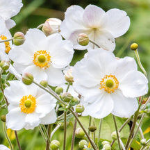 Collections – Gardeners Dream