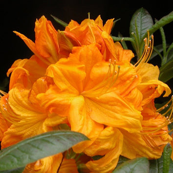 Orange Plants & Flowers