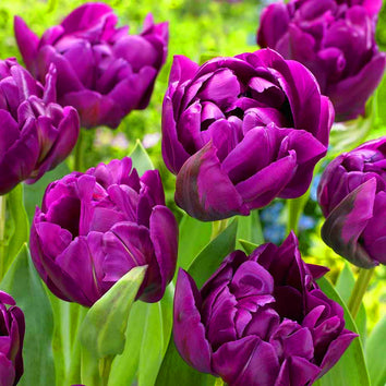 Triumph Tulip Bulbs