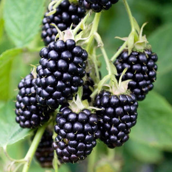 Blackberry Plants