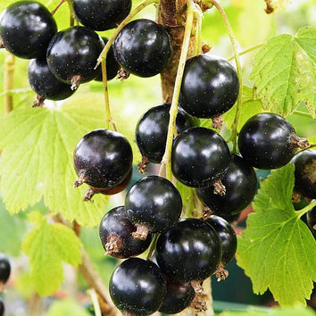 Currant Plants