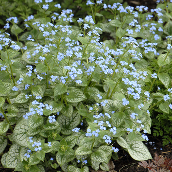 Brunnera Plants