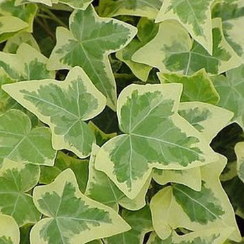 Ivy Plants