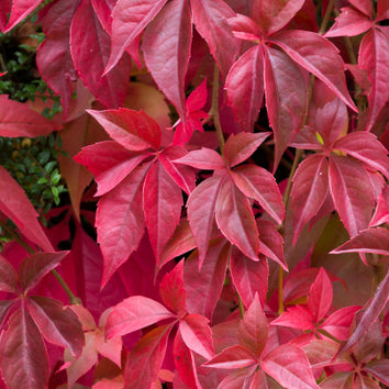Parthenocissus Plants
