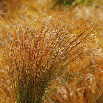 Carex Plants