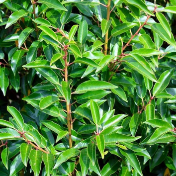 Evergreen Hedges