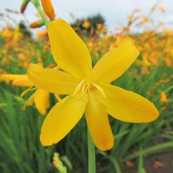 Crocosmia Plants