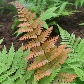 Dryopteris Plants