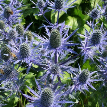 Eryngium Plants