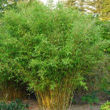 Bamboo Plants