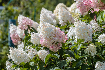 Plants that flower in July