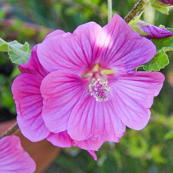 Plants that flower in June