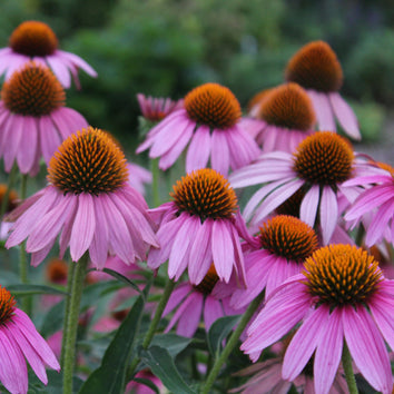 Plants that flower in August
