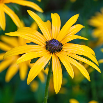 Plants that flower in October