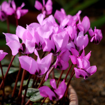 Plants that flower in January