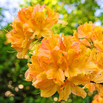 Plants that flower in April