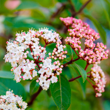 Plants that flower in December