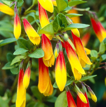 Plants that flower in November