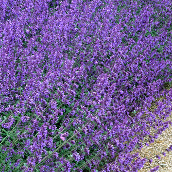 Plants that flower in May