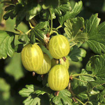 Gooseberry Plants