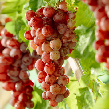 Grape Plants