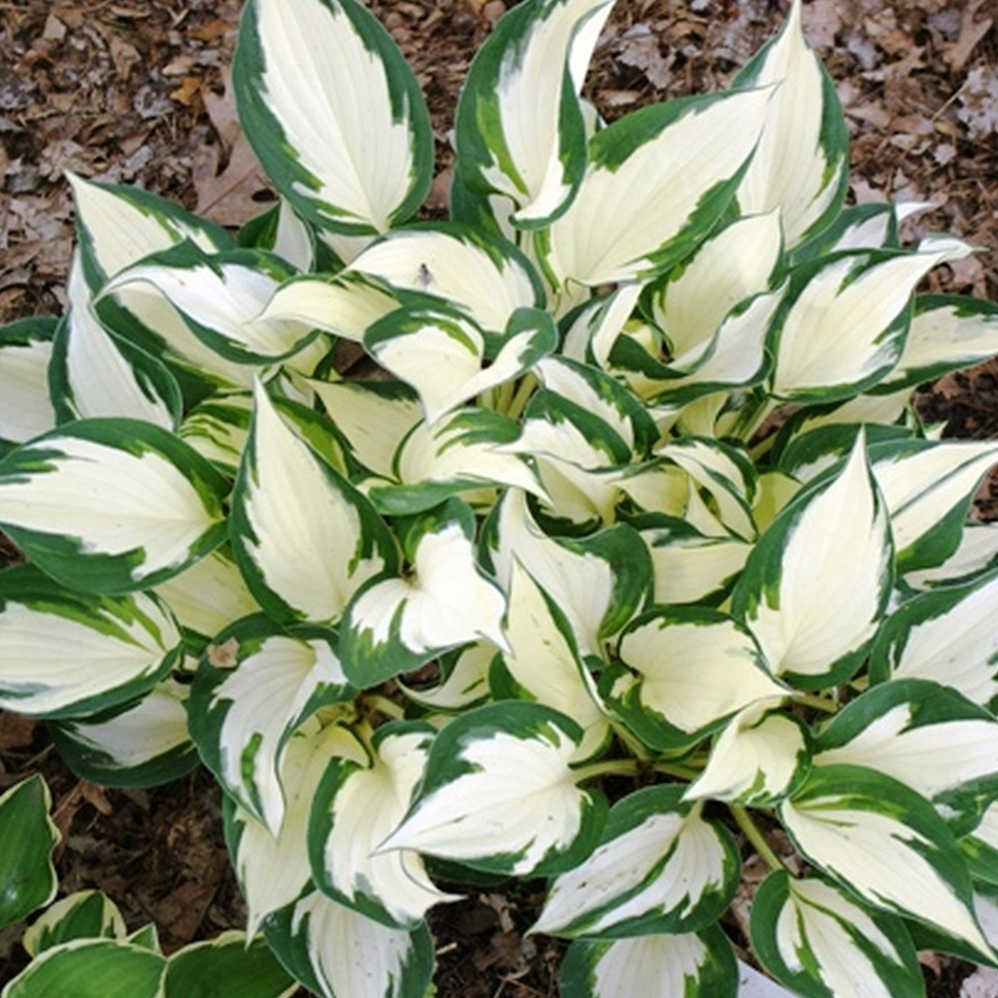 Hosta Plants | Red Hosta Plants | Gardeners Dream