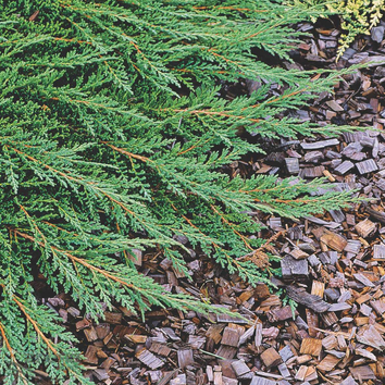 Juniperus Plants