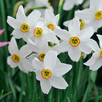 Poeticus Narcissus Bulbs