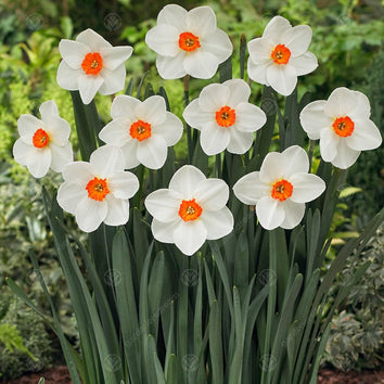 Small-Cupped Narcissus Bulbs