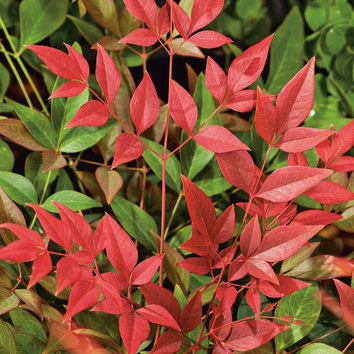 Nandina Plants