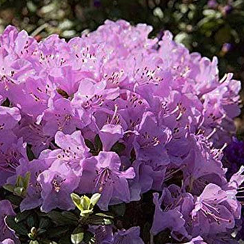 Rhododendron Plants