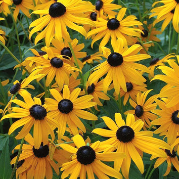 Rudbeckia Plants