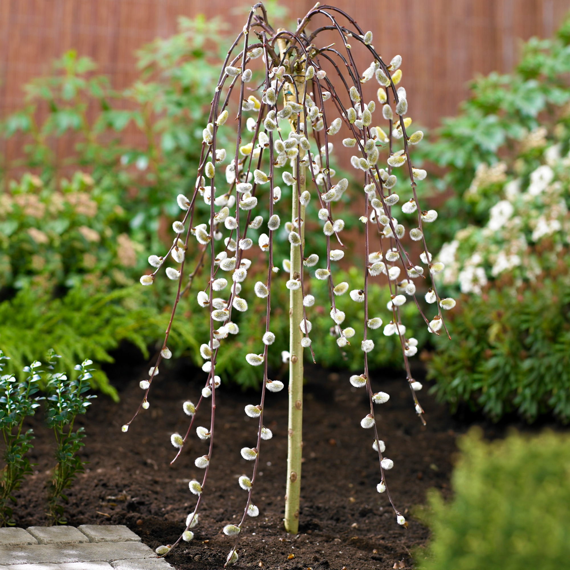 Small Garden Trees | Trees For Small Gardens | Gardeners Dream – Page 2