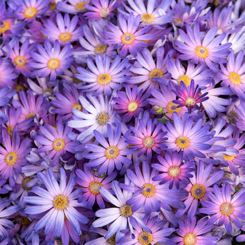 Senetti Plants