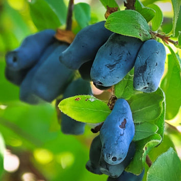 Honeyberry Plants