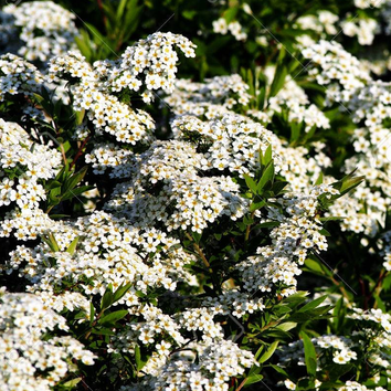 Spiraea Plants
