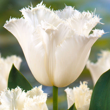 Fringed Tulip Bulbs