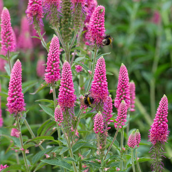 Veronica Plants