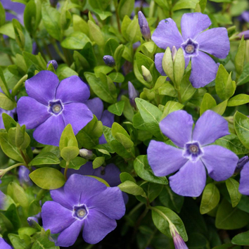 Vinca Plants