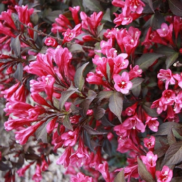 Weigela Plants