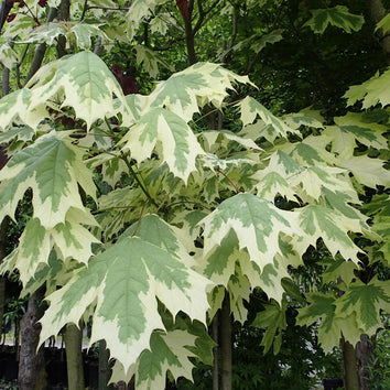 Variegated Foliage Trees