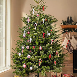 Real Christmas Trees