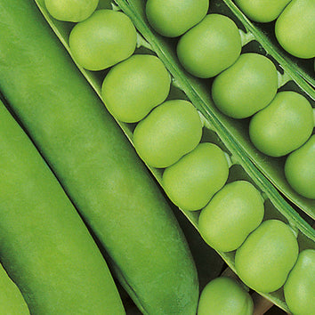 Pea Seeds